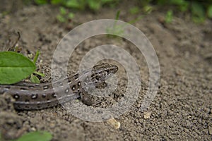 A small lizard cadaver with a discarded tail basking in the sun in spring, the loss of the tail by the lizard