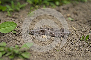 A small lizard cadaver with a discarded tail basking in the sun in spring, the loss of the tail by the lizard