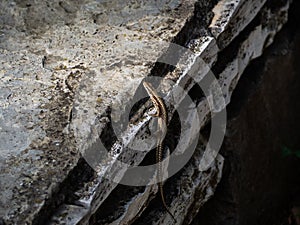 Small lizard climbing a small stone