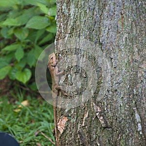 A small lizard climbing on a tree trunk