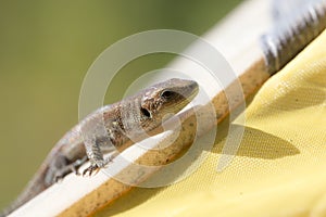 Small lizard closeup