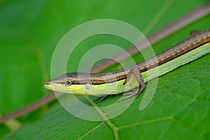 Small lizard crawling on leaves