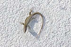 Small Lizard Crawling on a Textured White Wall in Sunlight