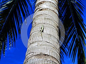 Small lizard crawling on tree