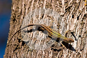 Small lizard crawling on a tree trunk