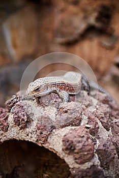 Small lizard enjoying the sun in a rock