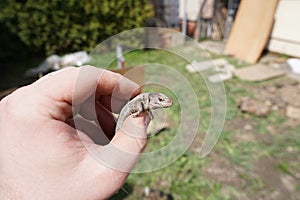 small lizard in farmers hand 1