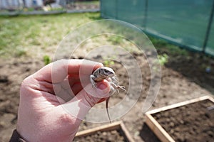 small lizard in farmers hand 4