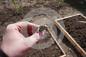 small lizard in farmers hand 5