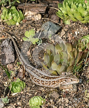 Small lizard between green houseleeks vertical