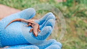 A lizard in the hands of a child