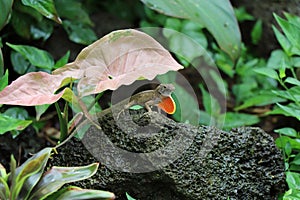 Small lizard in Hawaii with extended dewlap