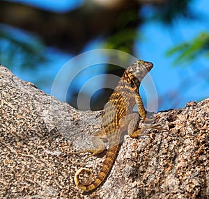 Pequeno lagarto horizontalmente a verticalmente rayas 