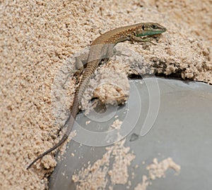 Small lizard on a house facade