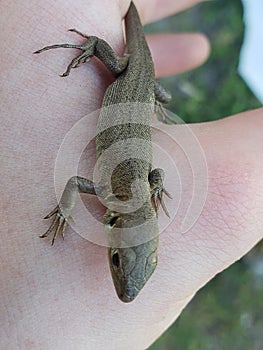 small lizard in the human hand.