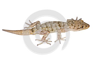 Mediterranean house gecko