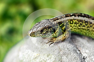 Small lizard Lacerta agilis