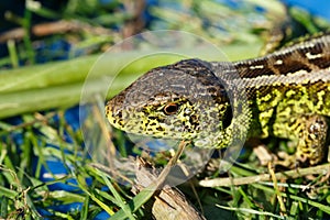 Small lizard Lacerta agilis