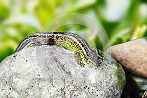 Small lizard Lacerta agilis