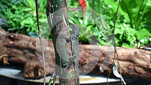 A small lizard with a long tail camouflages against the rainforest tree Iguana at Green Planet in Dubai.