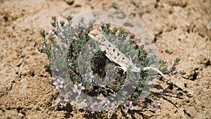 A small lizard in Mountain altun tagh