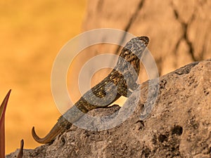 Small lizard nature sunny day tree roots