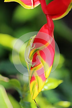 A small lizard resting on a heliconia rostrata flower at Vizcaya Museum and Gardens in Miami, Florida