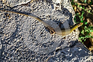 Small lizard resting on a rock.