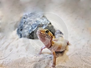 Small Lizard on the Sand Looking at Something