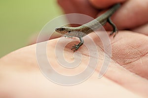 Small lizard sits on a manÃ¢â¬â¢s hand
