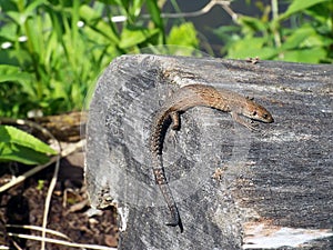 Small lizard sitting on log in forest