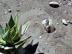 Small Lizard Sitting on a Rock