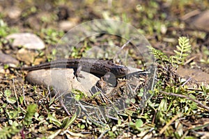 A small lizard on a spring morning.