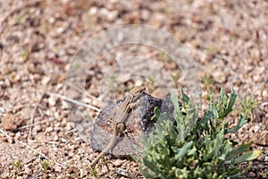 Small lizard on the stone