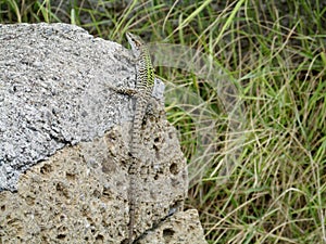 Small lizard on a stone