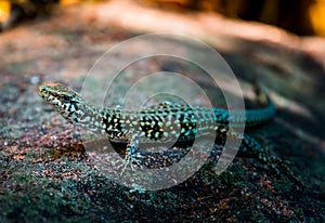 Small lizard on the stone