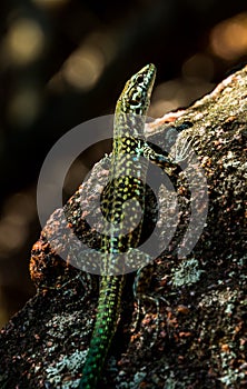 Small lizard on the stone