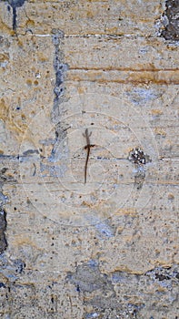 A small lizard on a stone wall