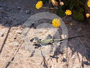 Small lizard sun-basking on a rock in the morning