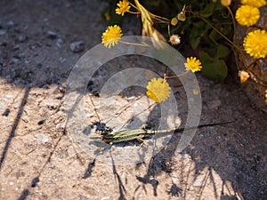 Small lizard sun-basking on a rock in the morning