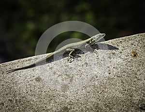Small lizard sunbathing on a rock