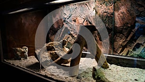 Small lizard in a terrarium on a blurry background