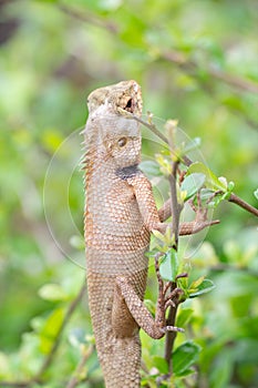 Small lizard on the top of green shrub