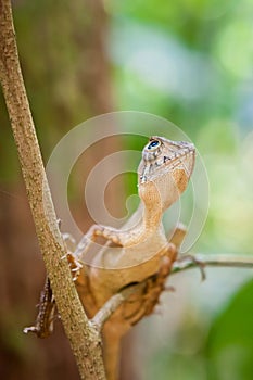 Small lizard on a tree. Beautiful closeup animal reptile eye in the nature wildlife habitat, Sinharaja, Sri Lanka