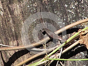 A small lizard on a tree in the middle
