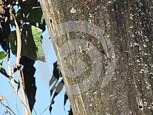 A small lizard on a tree in the middle