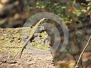 A small lizard on a tree in the middle