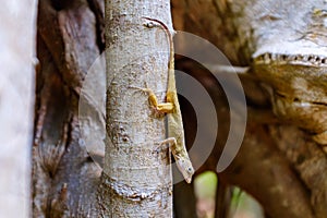 Small lizard on a tree trunk