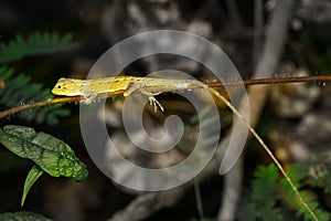 Small lizard on tree