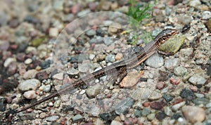 Small lizard walking on a gravel path